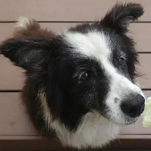 PCX KF47 JK05 パールジャスミンホワイトカウル 5点セット - メルカリ