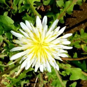 切り抜き◇森久保祥太郎 273ページ+付録CD 1枚 (声優グランプリ 雑誌