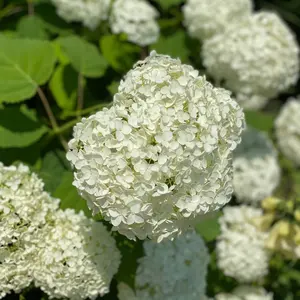 新品未着用☆CHANELシャネル 上顧客専用ノベルティ 非売品スカーフ 激