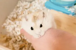 SKT T1 League of Legends FAKER&BANG サイン - メルカリ