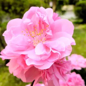 ヴァイスシュヴァルツ L.U.V 姫崎莉波 SP サイン - メルカリ