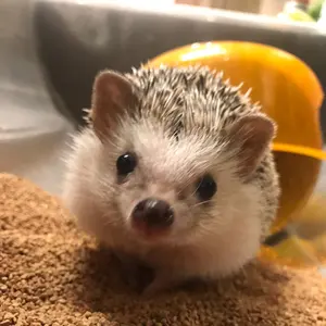 CHARON DE QUEEN ROLLER - メルカリ