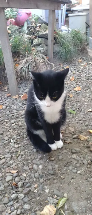 インディアンジュエリー ナバホ族 トーマス・チャーリー STIRLING