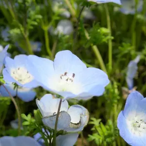 ジャンク品】Google Pixel 8 Pro 白 256GB - メルカリ