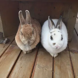 【アガベ　リトルシャーク　特大株　鉢込みメルカリ便】 アガベ リトルシャーク 特大株 鉢込みメルカリ便】 - メルカリ