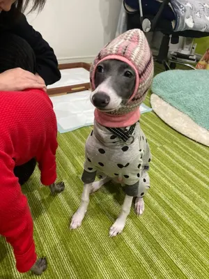 Y3110-1 琴古流尺八月童銀三線全長67公分竹製‐ Mercari 日本最大二手