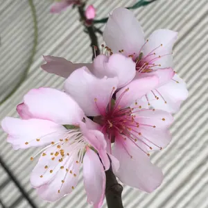 みるくアーモンド