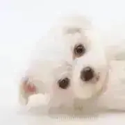 綿雪