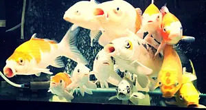 極美品】COACH チャールズヴァーシティ 入手困難 72237 1300 - メルカリ