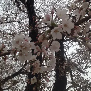 ★非売品◆サインCD◆izna◆Not Just Pretty◆国内発送 jp.ktown4u.com : [SET] izna - ミニアルバム2集 [Not Just Pretty