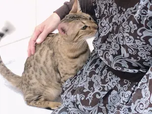 く*マ様 さかなクン さかなクン気球にのって デジタル版画 直筆サイン