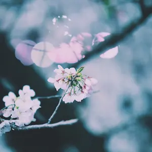 涅槃桜