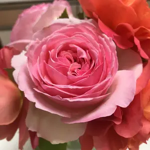 あゆみさ♪ʕ•ᴥ•ʔ♪