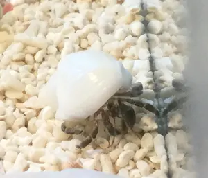 こがね