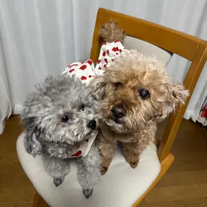 多肉植物アエオニウム 錦❤️ 白黒グリッド ❤️ - メルカリ