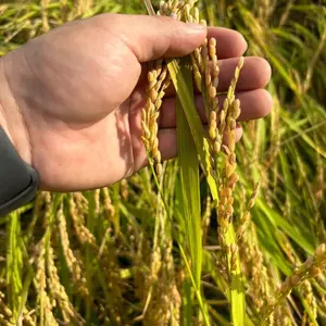 遊戯王 2期 まとめ売り 1万枚 - メルカリ