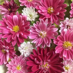 ほぼ新品☆ルレアッシュ サック・ヌー ボルドー ヴェルメイユパー