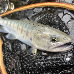 つるや バンブーロッド 7'0#4 harvest - メルカリ