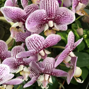 フ*ミ様 ogawa オガワ グロッケ12 TC 2785 PVCマルチシート付 - メルカリ