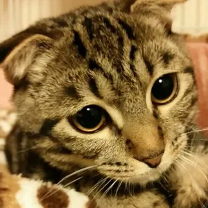 龍姫　次回入荷12日以降予定です