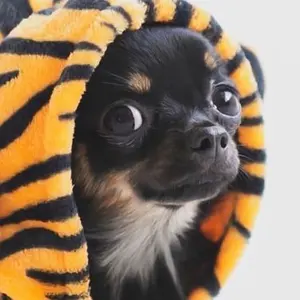 希少価値！値下げ LD-85KK ラルクkenモデル custom サンバースト