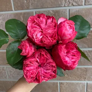 バラ苗切りバラ苗和バラ.ch♡rlotte perrir♡nd バラ苗切りバラ苗和バラ.ch♡rlotte perrir♡nd - メルカリ