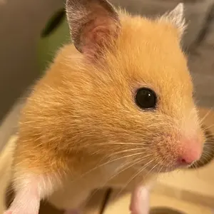 劇団四季 CATS マンゴジェリー ランペルティーザぬいぐるみ - メルカリ