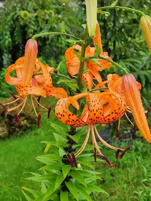 Bouquets by Bill Mixson　ウエディングの大判の本 Bouquets by Bill Mixson ウエディングの大判の本 レトロ - メルカリ