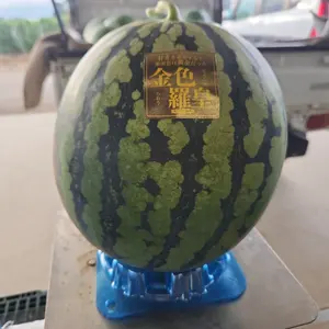 遊戯王 ミツルギ 巳剣 みつるぎ フルコンプセット ② - メルカリ