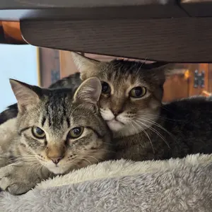 Victor SS-Z30 ポータブルPAパック+SHURE 5655Dマイク - メルカリ