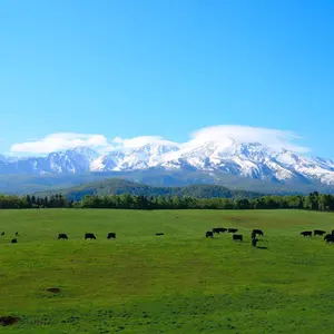 三連休限定値下！Persol ペルソール サングラス 折りたたみ 714 べっ甲