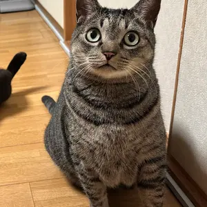 VOLKLフォルクル DEACON79 170㎝ 2021-22 ビンディング付 - メルカリ