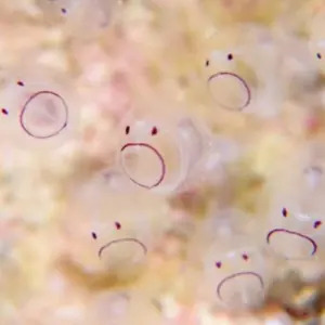 CraftA mp201 ジェネウィンマボカニー杢 - メルカリ