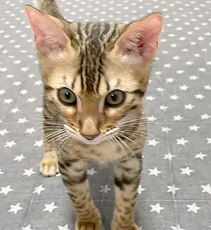 ペ*パ様 山本五十六 直筆 色紙 - メルカリ