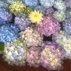 マルタンマルジェラベアトップここのえACNE HYKE AURALEE - メルカリ