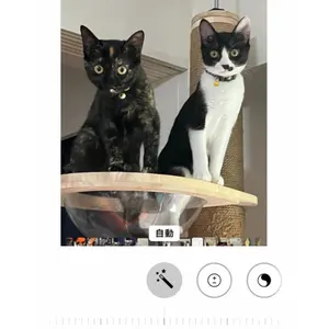 純金アート絵画シリーズコレクション 「富嶽三十六景 赤富士」24K24金