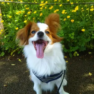 真作 井上稔 法隆寺斑鳩の里 日本画10号 - メルカリ