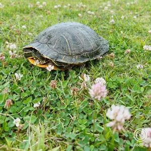 ボビングヘッド PEZ(ドクター) k*a様 【世界限定5000体 廃盤】ボビング