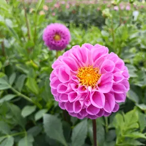 ⭐︎ボンボン母ちゃん⭐︎【新品】UGG アグ ソラーナ ローファー モカシン ⭐︎ボンボン母ちゃん様専用⭐︎【新品】UGG アグ ソラーナ ローファー