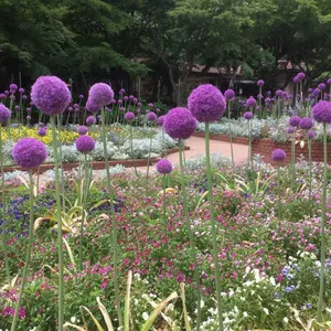 渡辺喜恵子 ハワイ 日系人 小説 - メルカリ