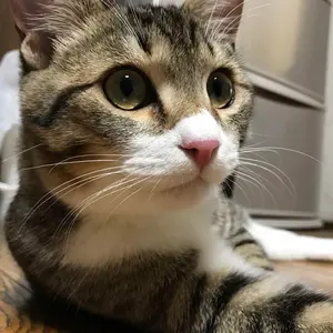 ま*。様 頭文字D 30th Anniversary 限定パーミット 中里毅 - メルカリ