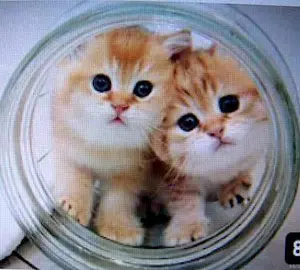 トクコプルミエヴォル☆試着のみ！女の子とお花 コットンニット