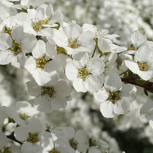 タ*7様 城間栄順 琉球紅型「流水とフグ」 小千谷紬 八寸名古屋帯 銀座