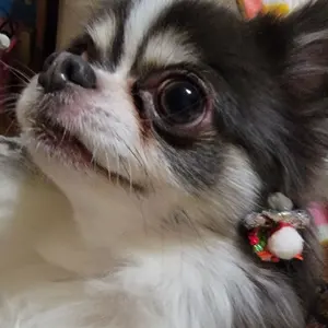 なちゅみんこ