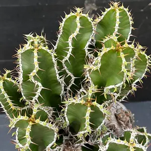 ソテツ 蘇轍 抜き苗株 約65cm 観葉植物 - メルカリ