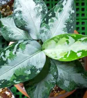 旧裏 ギャラドス No.130 強全面ホロ 