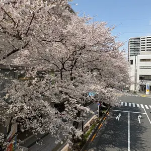 カオスマンション まとめ売り 四宮伊織 藍月すりっぷ 白夜零兎 しぐれ