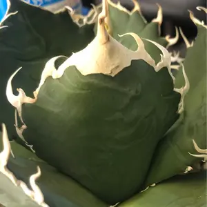 淡海陶芸研究所　植木鉢　3個セット 淡海陶芸研究所 植木鉢 3個セット - メルカリ