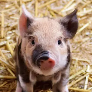 TGR 910 v2 ME Suave Blue A Stock - メルカリ