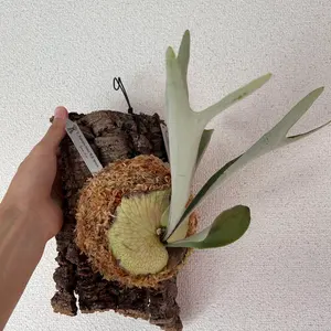 Agave titanota COK-CG01 追星 親株8月限定 - メルカリ